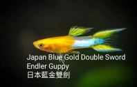 Japan Blue Gold Double Sword Endler Guppy   Rare Live Guppy with Stunning Blue-Gold Color  Affordable Premium Guppy Fish for Aquariums