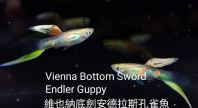 Vienna Bottom Sword Endler Guppy   Rare Live Guppy Fish for Freshwater Aquariums  Colorful & Peaceful Tropical Fish