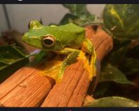 Wallace's Flying Frog