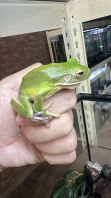 Giant Tree Frog