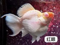 Butterfly Telescope Goldfish (ۣ
