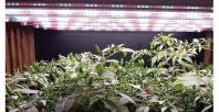 DAWSON HT8 HORTI LED