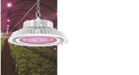 DAWSON HC HORTI LED