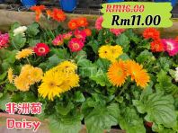 Daisy