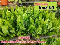 Asplenium Ferns Crispy Wave