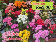 Kalanchoe