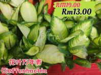 Dieffenbachia