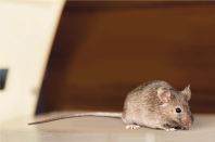 RAT/ MOUSE TREATMENT