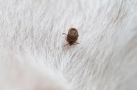 TICK TREATMENT