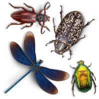 ALL BUG TREATMENT (INTERNAL & EXTERNAL)
