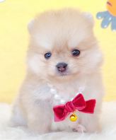 Pomeranian ����
