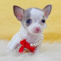 Chihuahua ������