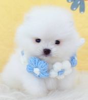 Pomeranian ����