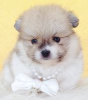 Pomeranian ����