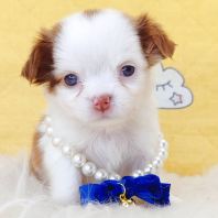 Chihuahua ������