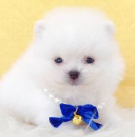 Pomeranian ����