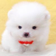 Pomeranian ����