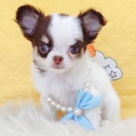 Chihuahua ������