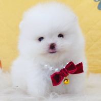 Pomeranian ����