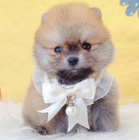 Pomeranian ����