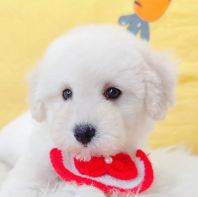 Poodle ̩�Ϲ��