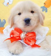 Golden Retriever �ƽ���Ȯ