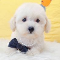 Poodle ̩�Ϲ��