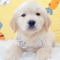 Golden Retriever �ƽ���Ȯ