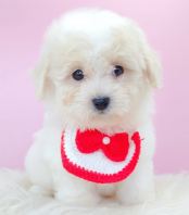 Maltipoo ����̩��