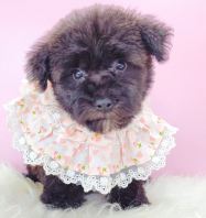 Poodle ̩�Ϲ��