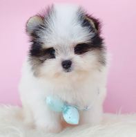 Pomapoo ����̩��