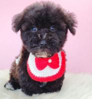 Poodle ̩�Ϲ��