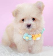 Pomapoo ����̩��