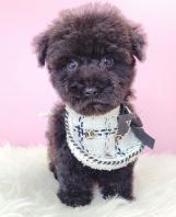 Poodle ̩�Ϲ��