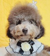 Poodle ̩�Ϲ��