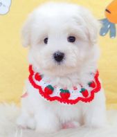 Maltipoo ����̩��