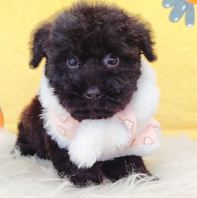 Poodle ̩�Ϲ��