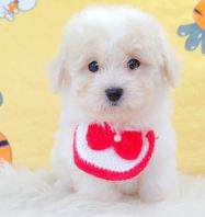 Maltipoo ����̩��