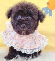 Poodle ̩�Ϲ��