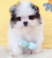 Pomapoo ����̩��