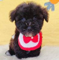 Poodle ̩�Ϲ��