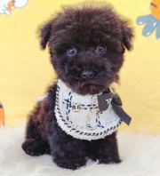 Poodle ̩�Ϲ��