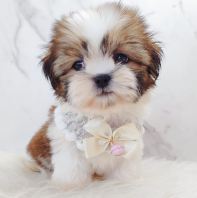 Shih Tzu 西施 Shih Tzu 西施