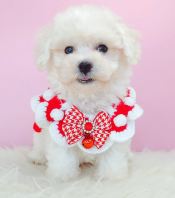 Maltipoo 马尔泰迪 Maltipoo 马尔泰迪