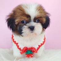 Shih Tzu 西施 Shih Tzu 西施