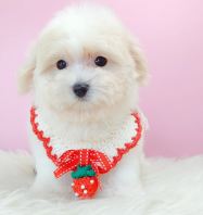 Maltipoo 马尔泰迪 Maltipoo 马尔泰迪