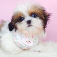 Shih Tzu 西施 Shih Tzu 西施