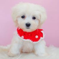 Maltese 马尔济斯 Maltese 马尔济斯