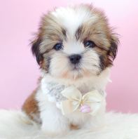 Shih Tzu 西施 Shih Tzu 西施