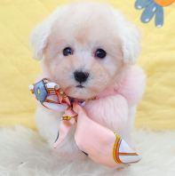 Bichon 比熊 Bichon 比熊